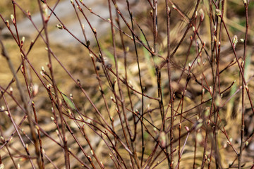 Fototapeta premium naked tree branches in late autumn with no leaves