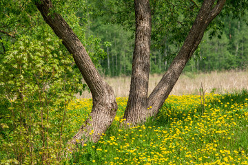 single isolated large big tree in nature