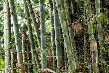 Bamboo forest in nature.