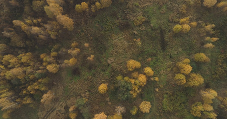 Aerial top view over field and autumn forest in the morning