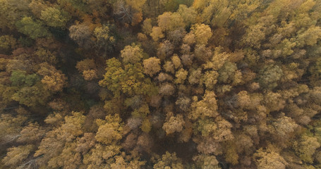Aerial top view over field and autumn forest in the morning