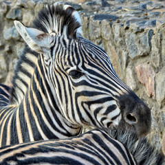 Cute image of African zebras in a zoo.