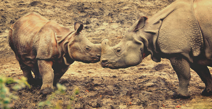 Beautiful retro photography of One Horned Rhinoceros. Old photo. Close up photo of an adult rhino and calf rhino. Amazing wildlife of a National Reserve. Creative artwork. Matte. Wonderful vintage
