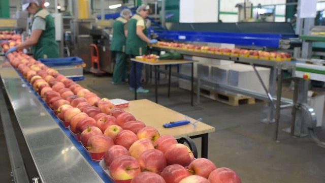 Workers on the assembly line with fresh apples in the food industry - automated dispatch and sorting 