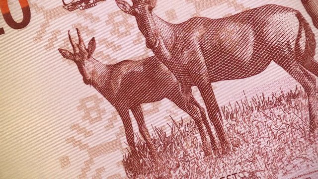 Red hartebeests on 20 Namibian dollars (2015) banknote rotating, Namibia money close up. 4K UHD video footage.