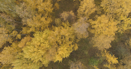 Aerial top view over yellow golden birch forest in autumn
