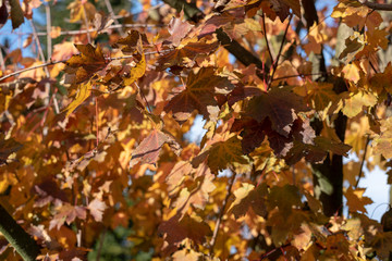 Yellow leaves on a tree during the autumn