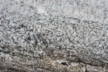 tree trunk covered with hoarfrost macro