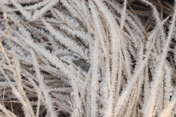hoarfrost on grass macro