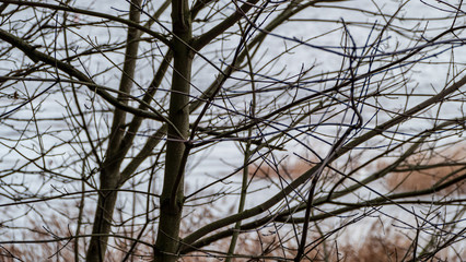 Fototapeta na wymiar naked tree branches in late autumn with no leaves