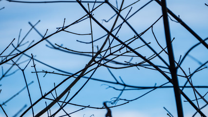 naked tree branches in late autumn with no leaves