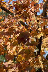 Yellow leaves on a tree during the autumn