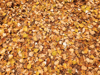 Colorful atumn leaves field wallpaper background