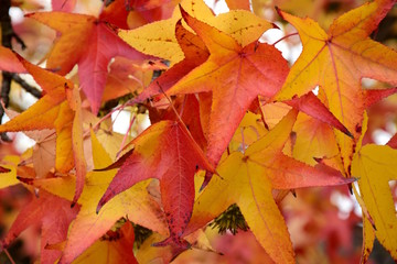 Kunterbuntes Herbstlaub, Amberbaum