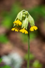 countryside garden flowers on blur background