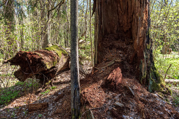 single isolated large big tree in nature