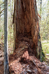 single isolated large big tree in nature