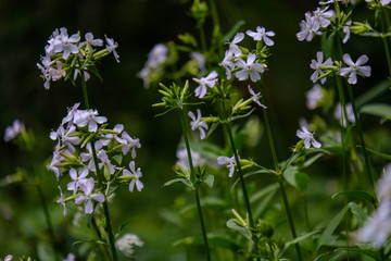 countryside garden flowers on blur background