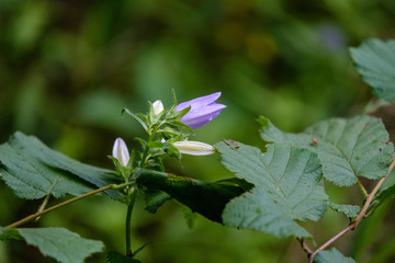 countryside garden flowers on blur background