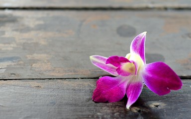 pink orchid on a wooden background