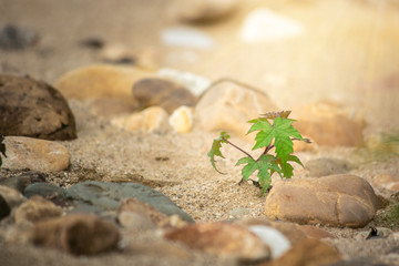 tree on the sand