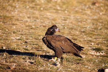 The cinereous vulture (Aegypius monachus) also known as the black vulture, monk  or Eurasian black vulture sitting on the feeding place. Big black vulture.