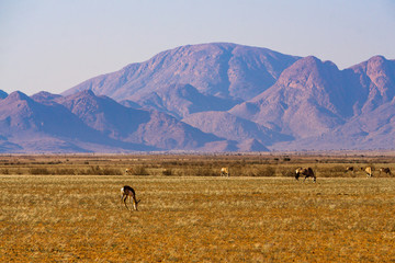 namibia mountain desert springbok