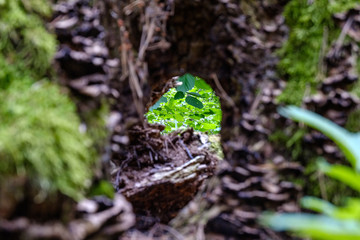 forest details with tree trunks and green foliage in summer