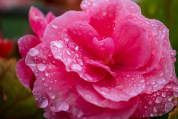 countryside garden flowers on blur background