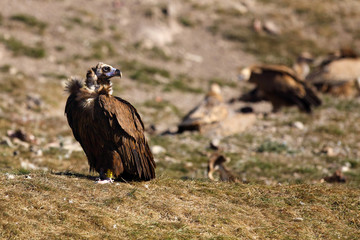 The cinereous vulture (Aegypius monachus) also known as the black vulture, monk  or Eurasian black vulture sitting on the feeding place. Big black vulture.