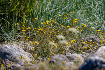 large granite rock single in nature
