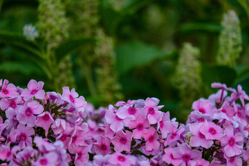 countryside garden flowers on blur background