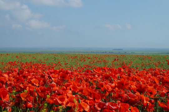 Poppy lnd