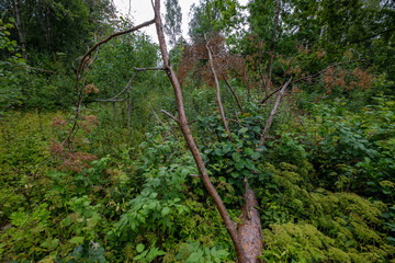 forest details with tree trunks and green foliage in summer