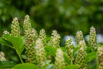 countryside garden flowers on blur background
