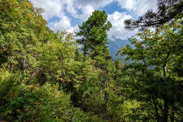 forest details with tree trunks and green foliage in summer