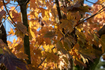 Yellow leaves on a tree during the autumn