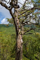 single isolated large big tree in nature