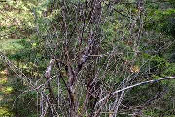 forest details with tree trunks and green foliage in summer
