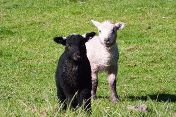 Black and White Lamb in England