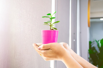 Girl hand hold flower pot besides window office, Woman hold a little tree with flare light in the...