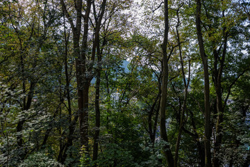Fototapeta premium forest details with tree trunks and green foliage in summer
