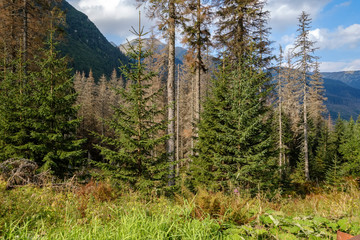 forest details with tree trunks and green foliage in summer