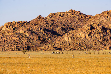 desert mountain namibia landscape springbok