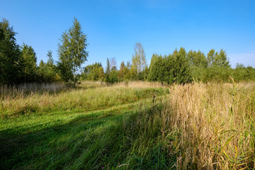 forest details with tree trunks and green foliage in summer