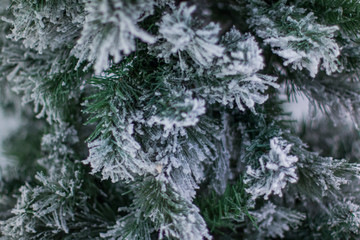 a pine tree covered with snow at Hangang Park, Seoul, South Korea