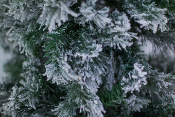 a pine tree covered with snow at Hangang Park, Seoul, South Korea