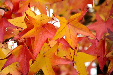 Amberbaum, Herbstlaub, Laubfärbung