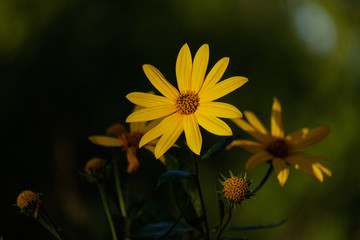 countryside garden flowers on blur background
