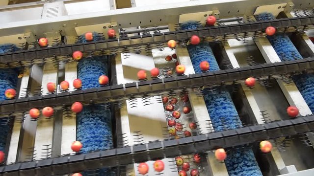 Conveyor belt with fresh apples in the food industry - dispatch and sorting automated // Fliessband mit frischen &Auml;pfeln in der Lebensmittelindustrie - Versand und Sortierung 